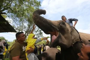 Rayakan Hari Gajah, Sekolah dan Orang Tua Wujudkan Edukasi Lingkungan